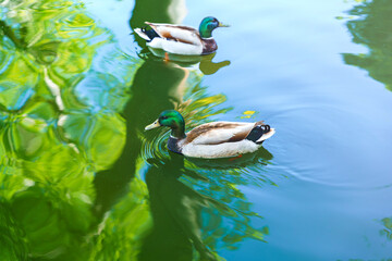 2 patos en estanque con reflejo verde en el agua