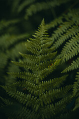 Beautiful fern leaf texture in nature. Natural ferns blurred background. Fern leaves Close up. Fern...