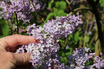 A sprig of lilac with flowers, which is held by the fingers of the hand