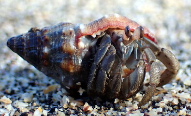 Costa Rica sea life