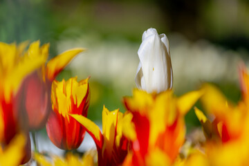 Selective focus of one outstanding white tulip between yellow red flowers in the garden, Tulips are...