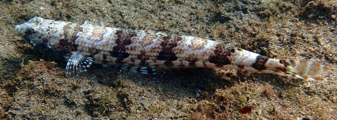 Costa Rica sea life