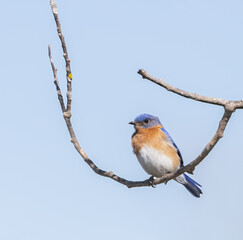 Male Eastern Bluebird on a bare branch in springtime in Ontario