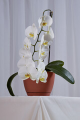 Orquídea blanca