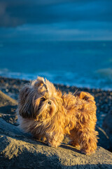 shih tzu dog is sitting on the seashore