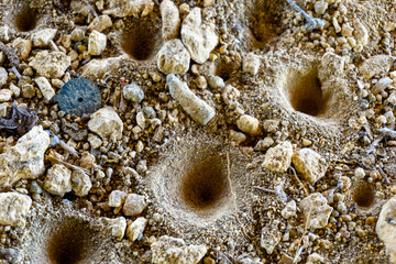 Antlion (Undur-undur) holes in the ground. These anmals are a group of about 2,000 species of insect in the neuropteran family Myrmeleontidae