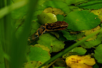 水面から顔を出すマムシ