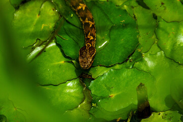 水面から顔を出すマムシ