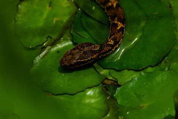 水面から顔を出すマムシ