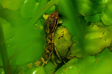 水面から顔を出すマムシ