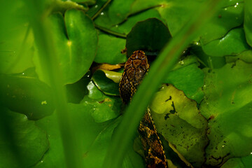水面から顔を出すマムシ