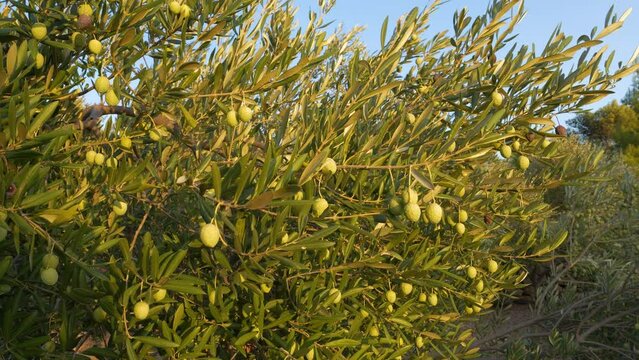 CLOSE UP: Lush branches with young green olives bask in soft evening light, promising a fruitful harvest from the Mediterranean grove on island of Hvar. Traditional farming for olive oil production.