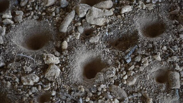 Antlion (Undur-undur) holes in the ground. These anmals are a group of about 2,000 species of insect in the neuropteran family Myrmeleontidae