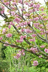 Double Cherry Blossom (Yaezakura) is a spring tradition and has a deep relationship with the Japanese people, and there are many cultivated varieties. Also called 'Botan-zakura'.
