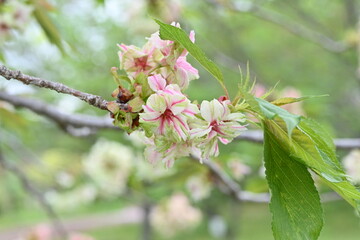 Double Cherry Blossom (Yaezakura) is a spring tradition and has a deep relationship with the Japanese people, and there are many cultivated varieties. Also called 'Botan-zakura'.
