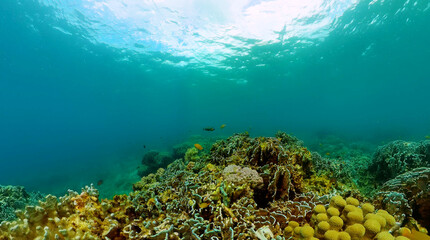 Tropical coral reefs under the sea. Underwater life landscape.