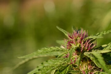 Cannabis flower on the garden