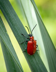 Crimson Crawler: Scarlet Beetle on Verdant Blade