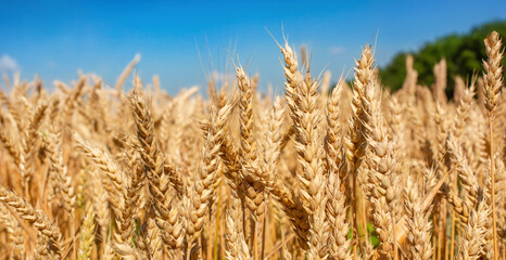 Fototapeta premium Close up Field ripe wheat under blue sky with clouds, harvest season. Agriculture farming concept