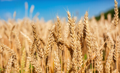 Close up Field ripe wheat under blue sky with clouds, harvest season. Agriculture farming concept