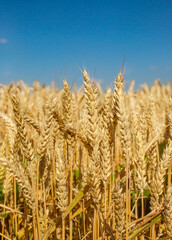 Close up Field ripe wheat under blue sky with clouds, harvest season. Agriculture farming concept