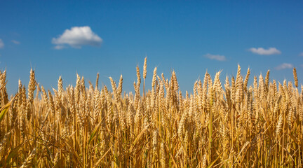 Fototapeta premium Close up Field ripe wheat under blue sky with clouds, harvest season. Agriculture farming concept
