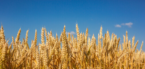 Close up Field ripe wheat under blue sky with clouds, harvest season. Agriculture farming concept