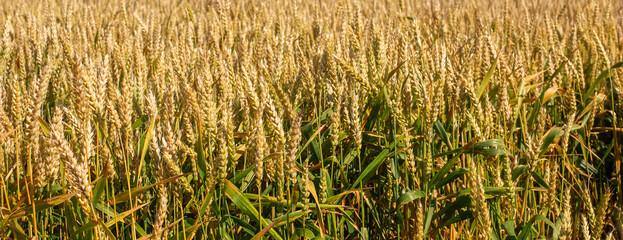 Close up Field ripe wheat under blue sky with clouds, harvest season. Agriculture farming concept