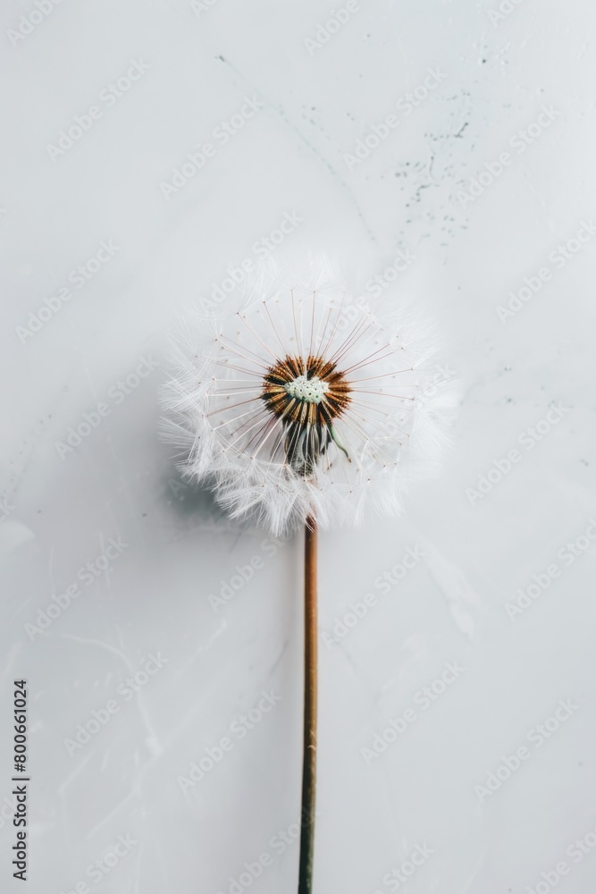 Poster Close up of a dandelion on a white surface, suitable for various design projects