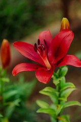 Red Asiatic lilies blooming in a garden. Horticulture and natural beauty concept