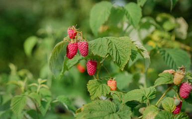 Close-up of ripe raspberries on a bush. Organic farming and healthy food concept, copy space