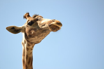Obraz premium close up of a giraffe
