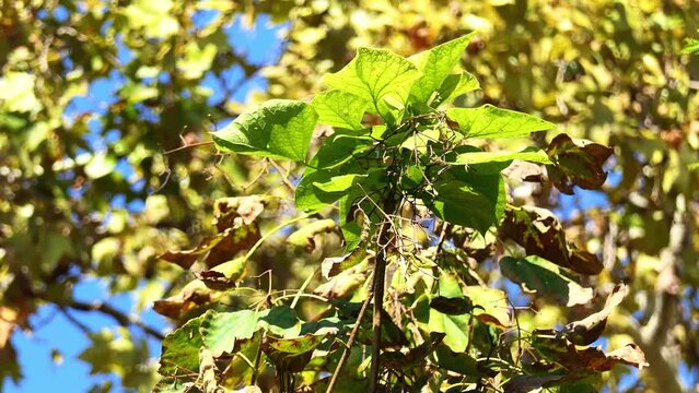 Catalpa ovata, the yellow catalpa or Chinese catalpa, is a pod-bearing tree native to China. Compared to C. speciosa, it is much smaller, typically reaching heights between 6 and 9 m.