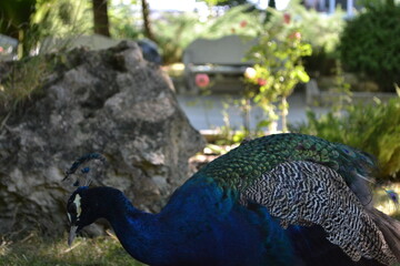 Fototapeta premium peacock in the garden