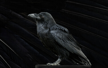 Fototapeta premium portrait of a young black raven on a dark background