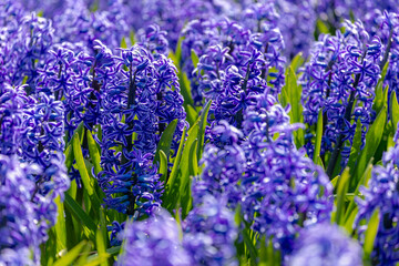 Selective focus of dark blue Hyacinth flower in the fields, Hyacinthus is a small genus of bulbous...