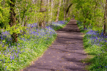 Selective focus of wild Spanish bluebell flowers in the forest, Hyacinthoides hispanica, Endymion hispanicus or Scilla hispanica is a spring-flowering bulbous perennial native to the Iberian Peninsula