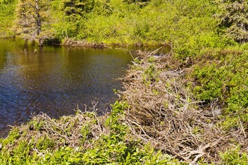 Beaver dam on stream.
