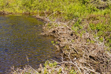 Beaver dam on stream.