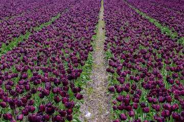 Row or line of dark purple tulips flowers with green leaves on field in countryside farm, Tulips are plants of the genus Tulipa, Spring-blooming perennial herbaceous bulbiferous geophytes, Netherlands