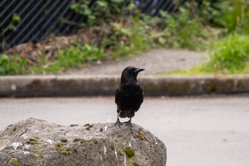 Crow perched on a rock.