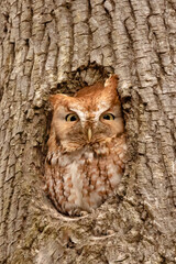 Red Morph Screech Owl