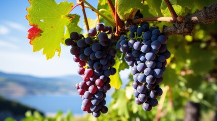 Ripe Grapes on the Vine