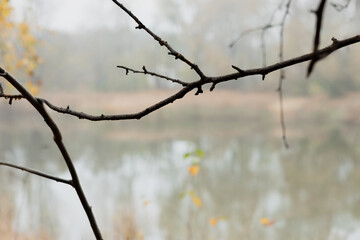 Bare tree branch extends over tranquil pond covered in mist with sky and shore reflections