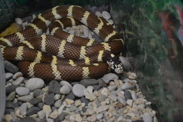 snake in the grass