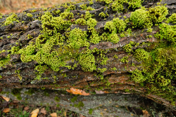 Fototapeta premium Detailed Close-up of Lush Green Moss on Tree Trunk in Serene Forest Setting