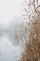 Serene and peaceful misty morning scene at the lake with tall grass in the foreground