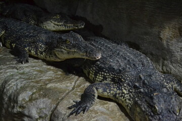 alligator 