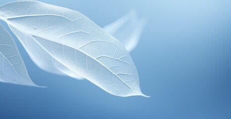 Delicate Leaf Structure Against Blue Sky