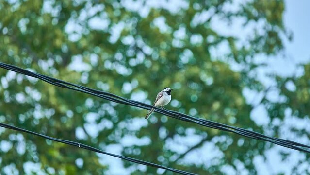 A wagtail sits on electric wires. Wagtails are a group of passerine birds that form the genus Motacilla in the family Motacillidae. The forest wagtail belongs to the monotypic genus Dendronanthus.